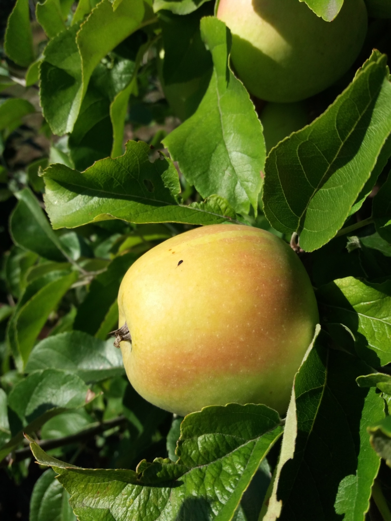 Apfel des Jahres 2024 Weißer Winterglockenapfel